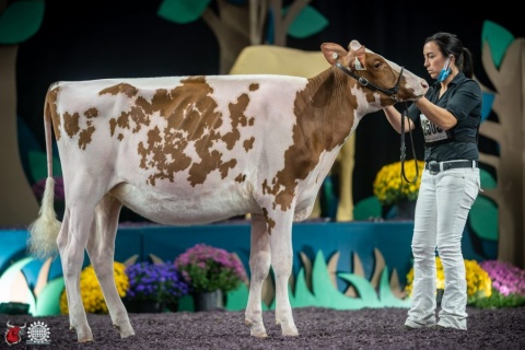 DTR: Sco-Lo Dice Hotstuff-Red-ET - 1st place Fall Heifer Calf & Reserve Junior Champion International Red & White Show – World Dairy Expo 2021 Fly-Higher Holsteins and Andy Reynolds