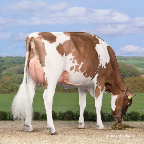 Dam: Special-RED VG-89 Cow of the year 2019