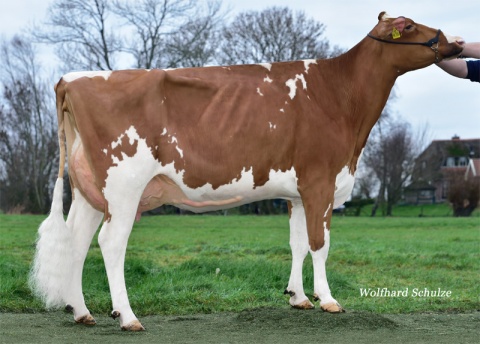 Dam: Luck-E Redburst Aphrodite Red VG-87