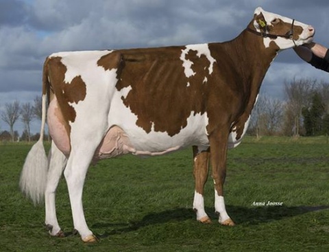MGD: BTS Avea-Red VG-87 VG-89-MS