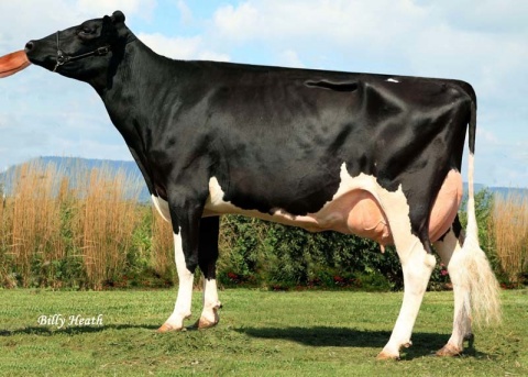 4th dam: Calbrett Shottle Lea EX-90