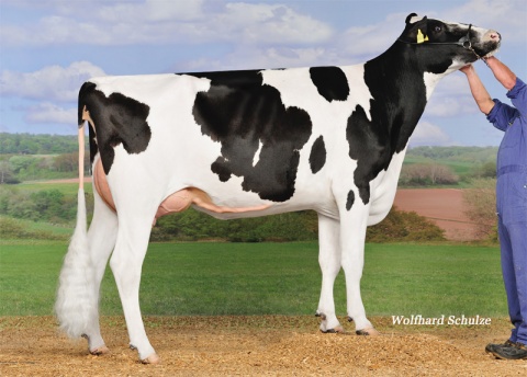 Granddam: Cutchen VG-89