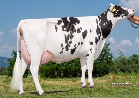 Dam: Sepia VG-85