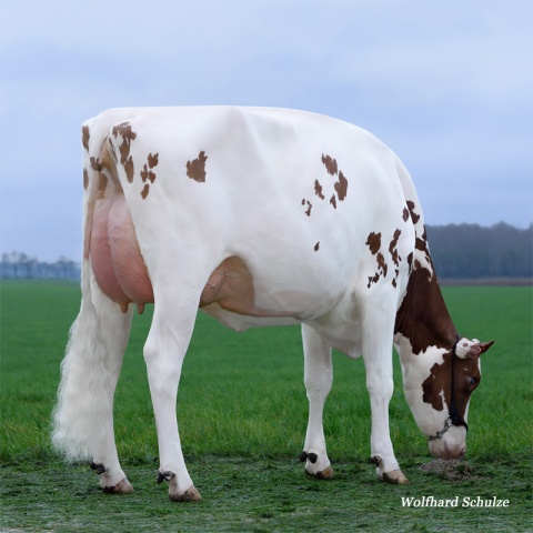 Daughter: Dice Red Grietje