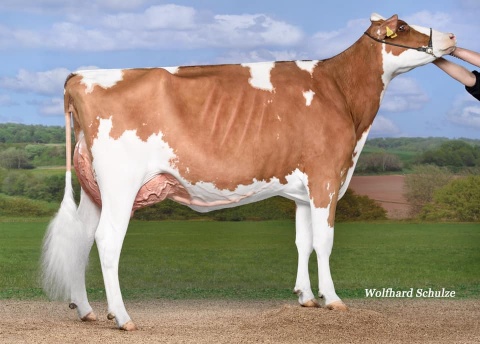GARAY AWESOME BARBARA-RED ( full sister to GARAY AWESOME BEAUTY)