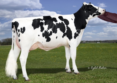 Dam: Welcome Silver Praline VG-87 +V+VE