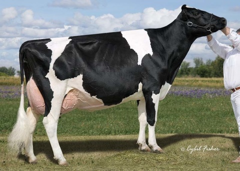 5th dam: Lylehaven Lila Z EX-94