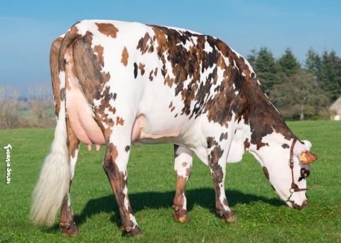 Madona (mère d'Oltraford)