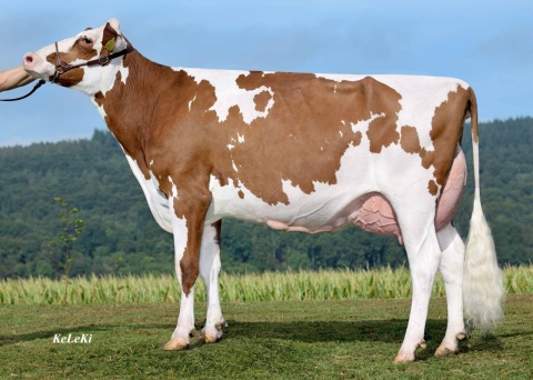 Dam: R DG Alyssa-Red VG-87