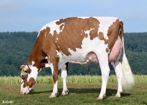 Dam: R DG Alyssa-Red VG-87