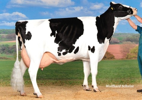 Great Granddam: SHB Mrspoll P RDC