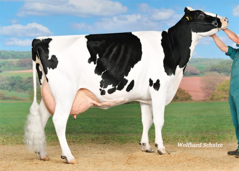 4th dam: SHB Mrspoll P RDC