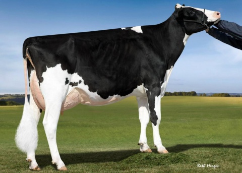 MGD: Sheeknoll Uno Diana-ET EX-90