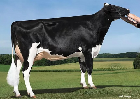 Granddam: Sandy-Valley Carrotcake-ET VG-87