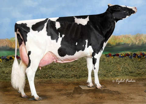 MGGD: Sheeknoll Bolton Ariana EX-94