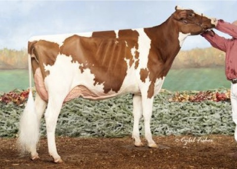 Dtr: Shluter Shelby Lee-Red VG-89 2yr