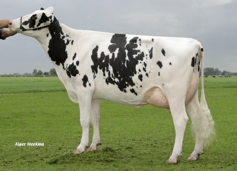 Heidenskipster Shottle Silver VG-87