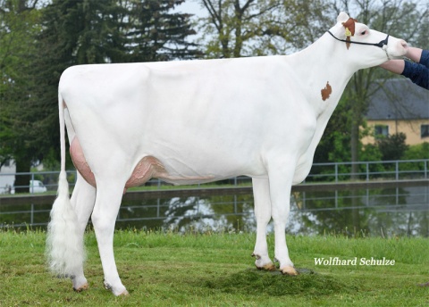 Dtr.: Sophia VG-85