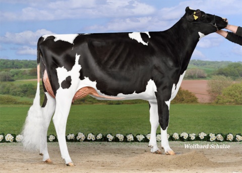 Daughter: Taste VG-85