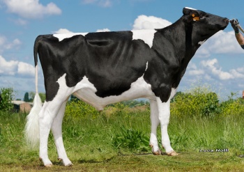 Raffaello